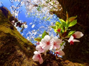 見上げた桜
